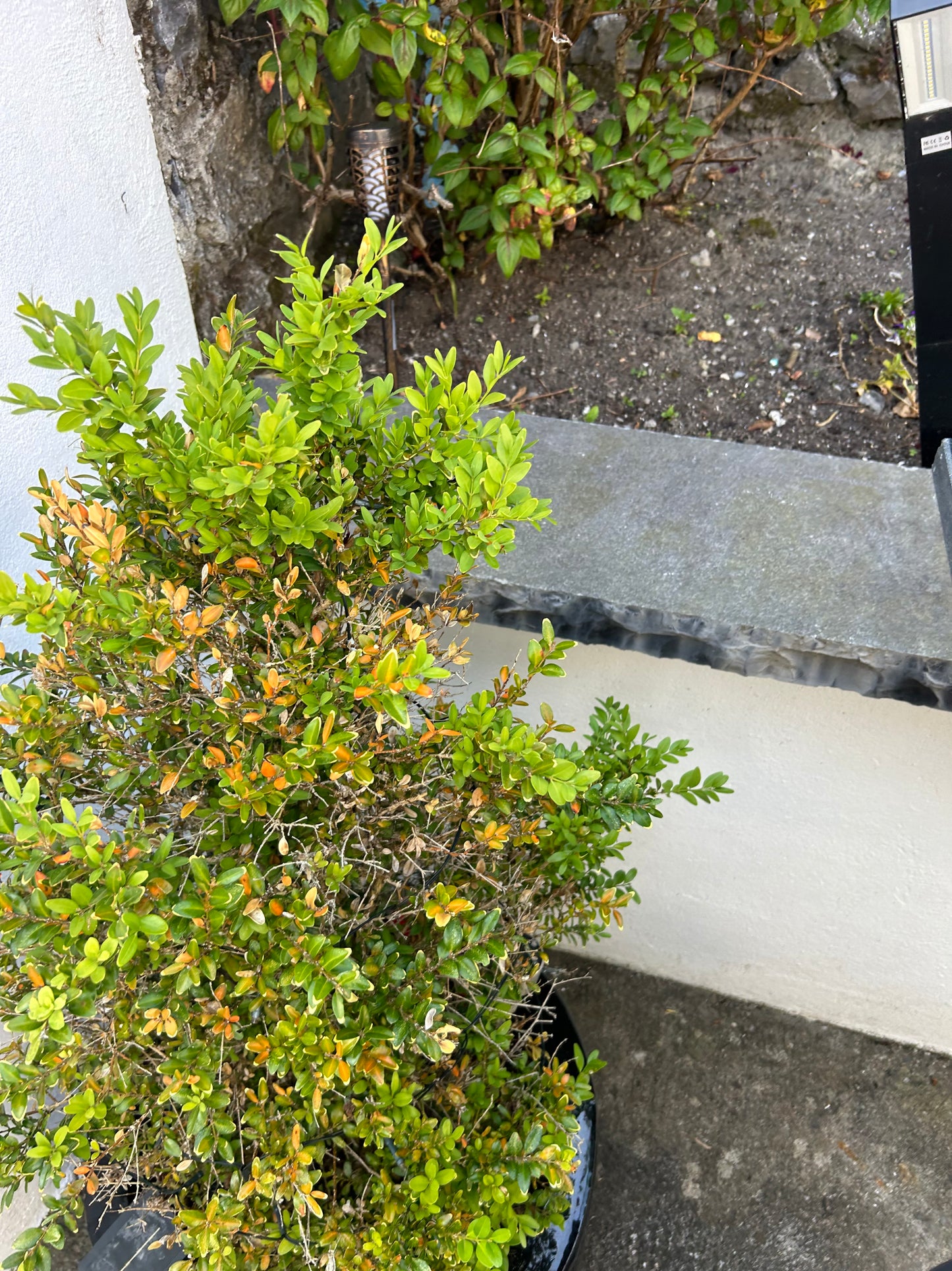 Valentia Black Chisel Edged Wall Capping 350mm x 50mm x 10 linear meters on pallet/ Free Delivery in Ireland
